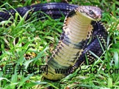 眼鏡王預(yù)防和治療