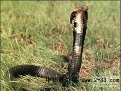 眼鏡王蛇咬傷的診斷