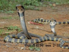 眼鏡蛇預(yù)防和治療