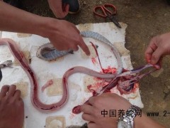 蛇類疾病的診斷方法