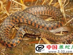 蛇病治療——腸炎