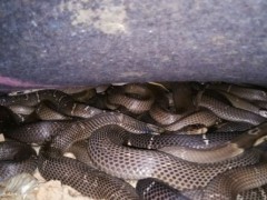 蛇病治療—— 膽囊炎