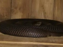 蛇病治療——毒腺萎縮癥