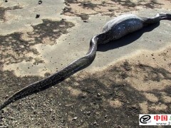 蛇病治療——消化不良