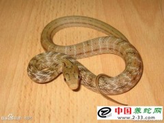 蛇病治療—— 鞭節(jié)舌蟲和蛔蟲