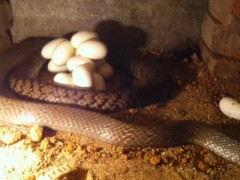 蛇病治療—— 緣蟲和線蟲