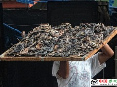 烘烤制蛇干的注意事項(xiàng)