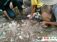 排毒量及影響因素