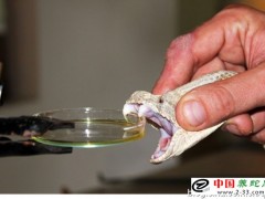 采毒注意事項(xiàng)