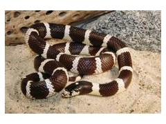 蛇病治療——外傷