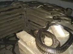 蛇病治療——外寄生蟲一一蜱和蠟