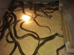 蛇壞死性腸炎（俗稱大屁股病）