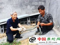 蛇病用藥給藥方法