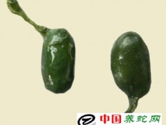 蛇膽的采集和加工技術