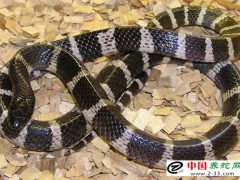 真空小包裝生鮮冷凍蛇加工技術