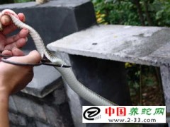 殺蛇剝皮和剔骨的方法