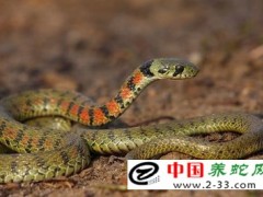 蛇傷治療中的誤區