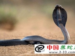 毒蛇咬傷特殊情況的處理