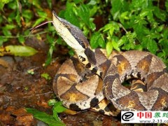 毒蛇咬傷的自救