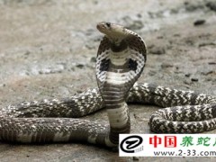 毒蛇咬傷的臨床診斷