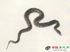 毒蛇咬傷的預防