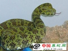 蛇的并發破傷風