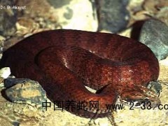 毒蛇咬傷的治療