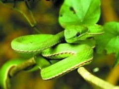 不明何種毒蛇致傷者