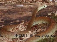 蛇毒中毒致多系統器官衰竭的診斷