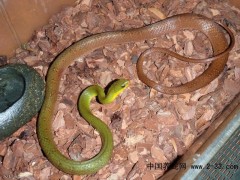 中國廣西省蛇類資源分布狀況