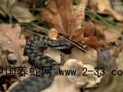 蛇傷局部組織壞死的外科治療