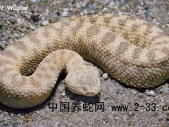 蛇毒中毒致心搏驟停的搶救與治療