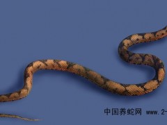 中國云南省蛇類資源分布狀況