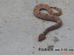 根據不同的毒型介紹一下有關驗方