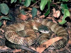 蛇毒中毒致多系統器官衰竭的防治