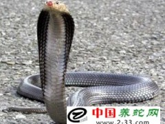 常見毒蛇咬傷的鑒別、中毒癥狀及治療