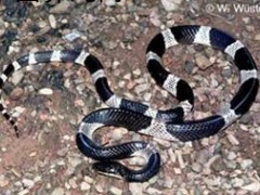 不同毒蛇咬傷中毒的不同表現