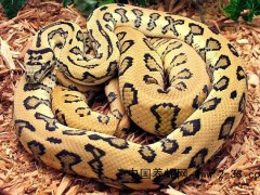 蛇的厭食及消化不良