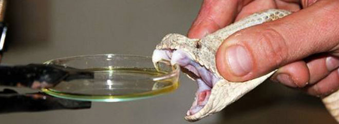 取蛇毒成為養蛇業的利潤增長點