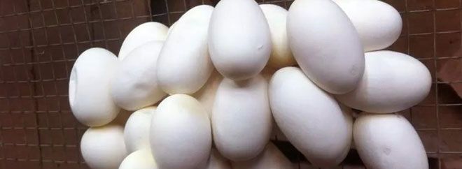 2015年蛇蛋價格行情