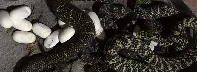 大王蛇母蛇產蛋
