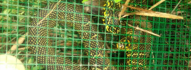 輕松籠蛇賺錢，無風險