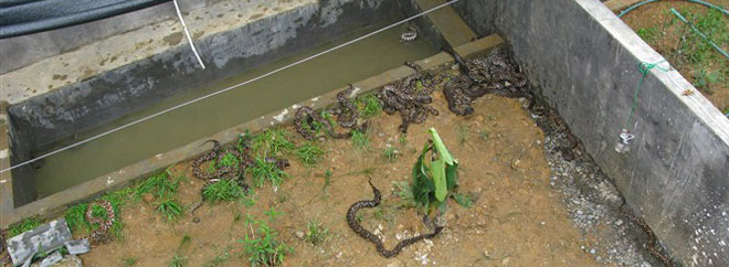 蛇類養殖示范基地