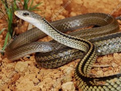 2015年的烏梢蛇苗 (14)