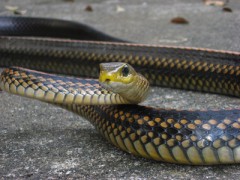 烏梢蛇養殖 (16)