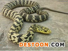 湖南衡陽常年求購大王蛇