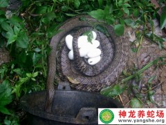 2015年6月水律蛇產(chǎn)蛋 (13)