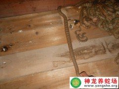 學員養(yǎng)蛇的蛇－老王一 (8)