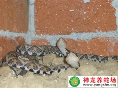 2010年的五步蛇養(yǎng)殖 (6)