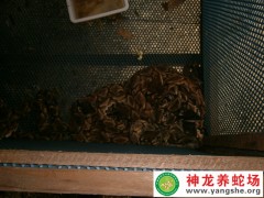 2012年五步蛇養(yǎng)殖 (4)